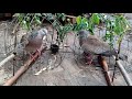 awesome khmer dove vs malaysia dove.