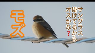 まるおの母　まるこの宿根草と低木の庭　2021 01 13 霜が降りて凍てついた庭に、久しぶりの青空が。メジロ　スズメ　ムクドリ　ハクセキレイがやって来た。