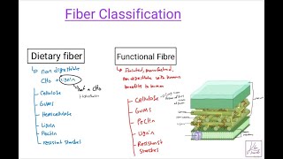 Nutrition \u0026 Metabolism - Fiber nutrition \u0026 SCFA effects