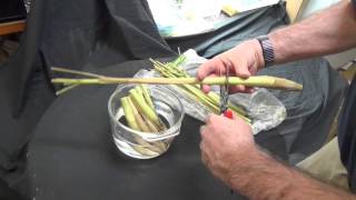 Growing Lemongrass from the grocery store