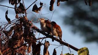 Rufous-naped Wren - Troglodyte à nuque rousse