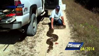 Python found in Everglades could be longest ever