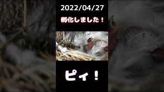 ツバメさん、孵化しました！初鳴き声は聞こえるかな？2022/04/27