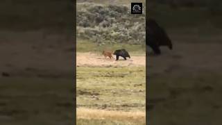 ABSOLUTE WILDEST Grizzly Bear Attack Caught on Camera