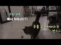 이런 개같은 고양이를 봤나요 공놀이가 너무 쉬운 똑똑한 고양이 norwegian forest cat plays fetch