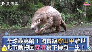 全球最高齡！國寶級穿山甲離世 北市動物園穿胖寫下傳奇一生！