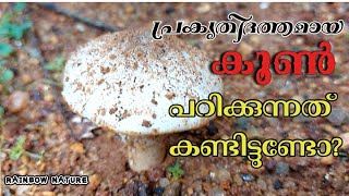 #rainbownature#mushroom# പ്രകൃതിദത്തമായ കൂണും അതിന്റെ കുറച്ചു വിവരണവും, #plants, #gardening