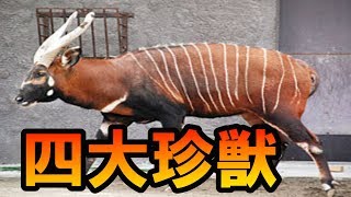 あなたは知ってる？世界四大珍獣！！