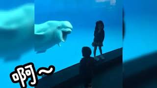 屏東海生館小白鯨逗趣演出#white whale