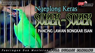 CUCAK IJO GACOR NGEPLONG TAJAM, pancingan dan masteran cucak ijo agar semakin gacor dan rajin bunyi