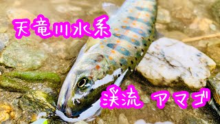 【アマゴ】【天竜川水系】地元渓流でアマゴ釣り 2019.3.31