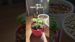 다이소 방울토마토, 기본 화분으로 열매까지 🍅🍅 (실내에서 키우기) #다이소 #shorts