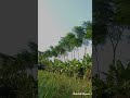 malai vembu malai dubia trees after 3 years of planting