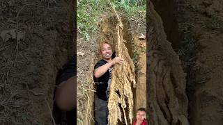 More than a day of digging and harvesting very large cassava roots #sonasmr #shortsfeed