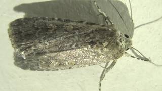 Small Mottled Willow Moth