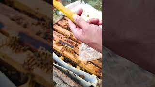 تغذیه زنبورعسل و جمعیت سازی #honeys #beehoney #beefood #honey #honeyfarm #beeproduct