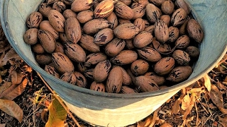 Better Pecan Shelling Life Hack