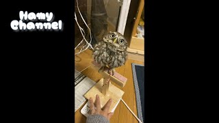 【超ショート動画】おっとっと◆コキンメフクロウのハミィ◆/Little Owl Hamy oops! #Shorts