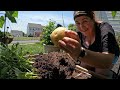 Harvesting Potatoes from Grow Bags