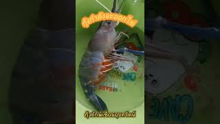 กุ้งยักษ์ออกลูก