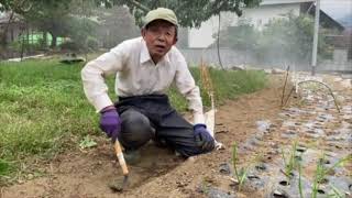 玉ねぎ・ニンニク畑の草取り