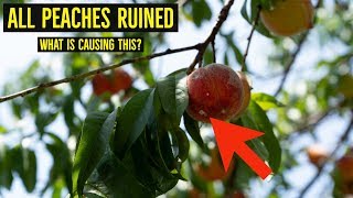 All Peaches Ruined What Is Causing This
