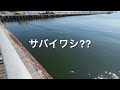 2023.08.04 仙台港中央公園 今、なに釣れてる⁉️アジ釣れた