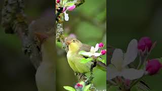 鳥語花香人間仙境