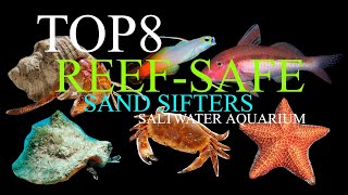 Top 8 Reef-Safe Sand Sifters / Saltwater Aquarium