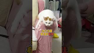 猫咪的四种奇葩表白方式！主人：大可不必 #科学养宠攻略 #冷知识 猫奴十三