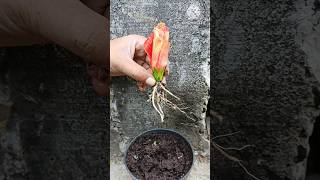 How to grow big hibiscus by flower buds #hibiscus #short