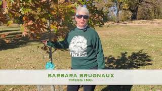 Memorial Trees Planted in Memory of Someone