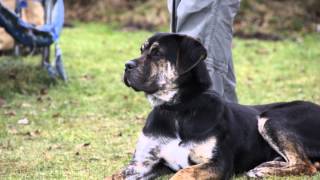 Aankondiging eerste Alano Español pups in België