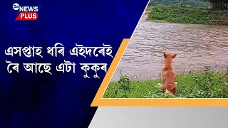 এসপ্তাহ ধৰি এইদৰে ৰৈ আছে এটা কুকুৰ। দেওপানী নৈৰ পাৰত বহি চাই থাকে আপোন গাওঁখনলৈ