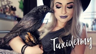 My Taxidermy \u0026 Oddities Collection