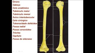 OSSOS DE MEMBRO SUPERIOR PARTE 2 - OSSOS DO BRAÇO E ANTEBRAÇO
