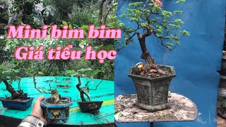 Mini bimbim giá học sinh sv cho ae tập chơi, dâu da đỏ cốt bonsai #bonsai