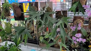 植享芋艦您-植物市集(鹿角蕨,觀葉篇)2022.04.02, Tainan Plant Market (Staghorn Fern,Foliage)2022.04.02