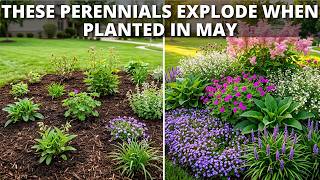 Plant These in May!: 15 Fast Growing Perennials That Spread Quickly