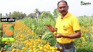 उच्च प्रतिचे संकरीत झेंडू बियाणे. तज्ञांकडून जाणून घ्या या बियाण्याचे वैशिष्ट्ये प्रत्यक्ष शेतामधून.