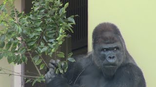 シャバーニ家族 899  Shabani family gorilla