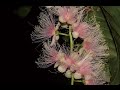 サガリバナの開花　flowering of barringtonia racemosa