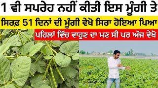 Organic Moong Crop Bansi Gold moong