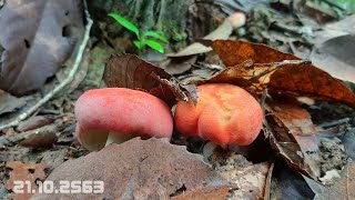 ดอกงามๆเก็บเห็ดก่อแดง เห็ดรวมหลังฝนตกใหม่ๆred   mushrooms of Thailand