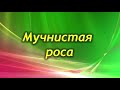 Частые болезни Фиалок Сенполий и способы их лечения