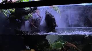 Aqua Terrarium Aquascape Rainforest Ecospher video by @poncio_600l | Falcon Aquarium Services