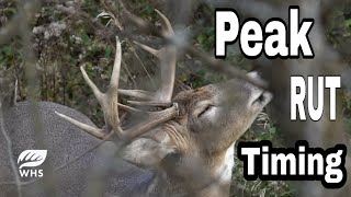 Peak Whitetail Rut Timing and Hunting Strategies