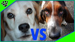 Beagle vs. Basset Hound: Which Scent Hound is Better? Dog vs Dog