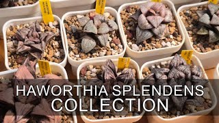 My Full Haworthia Splendens Collection 2025