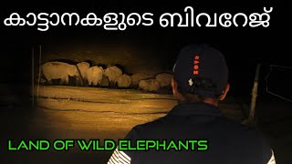 കാട്ടാനകളുടെ ബിവറേജ് |ആനക്കുളം|LAND OF ELEPHANTS | AANAKULAM| MANKULAM|